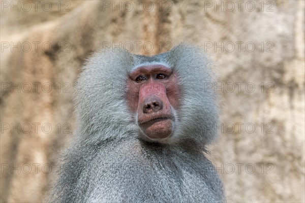 Hamadryas baboon