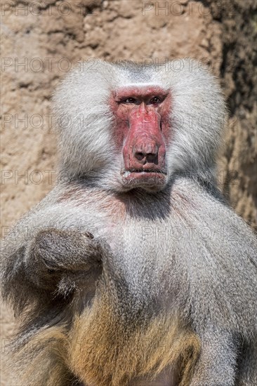 Hamadryas baboon