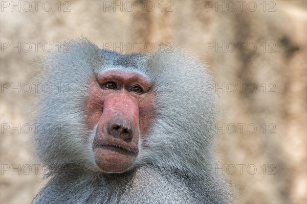 Hamadryas baboon