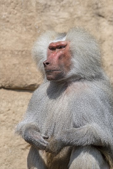 Hamadryas baboon