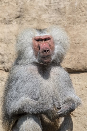 Hamadryas baboon