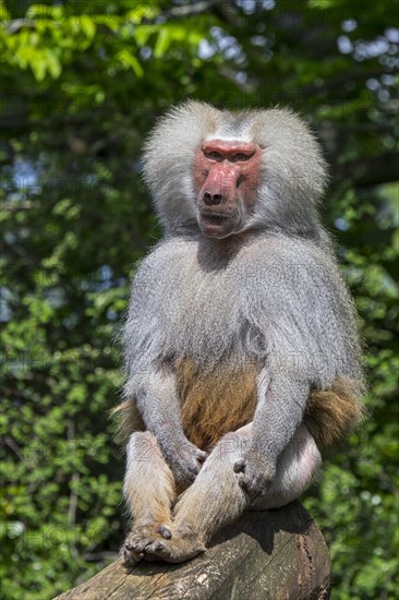 Hamadryas baboon