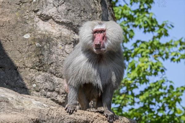 Hamadryas baboon