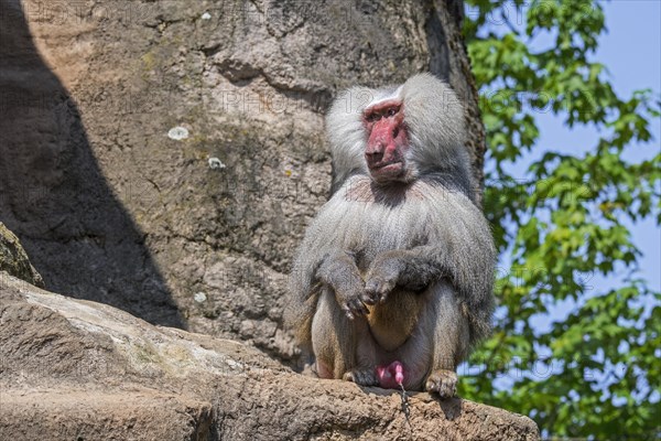 Hamadryas baboon