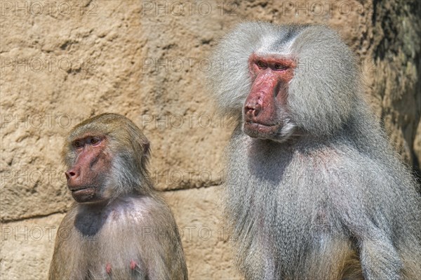 Hamadryas baboons