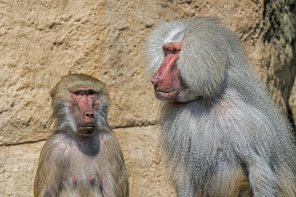 Hamadryas baboons