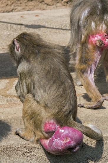 Hamadryas baboon