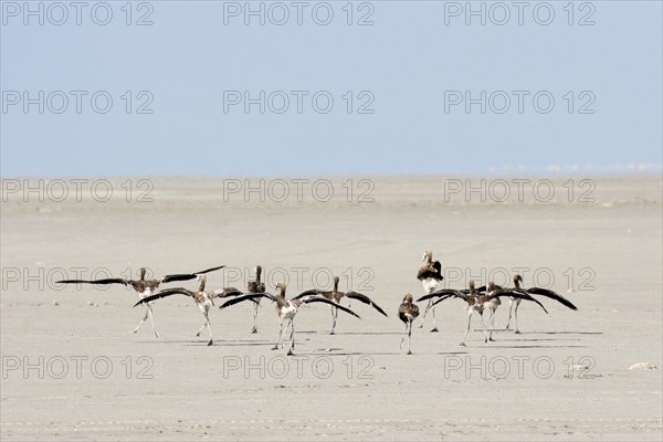 Juvenile greater flamingos