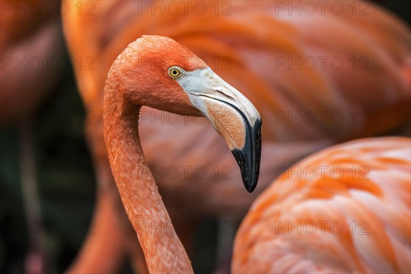 American flamingo