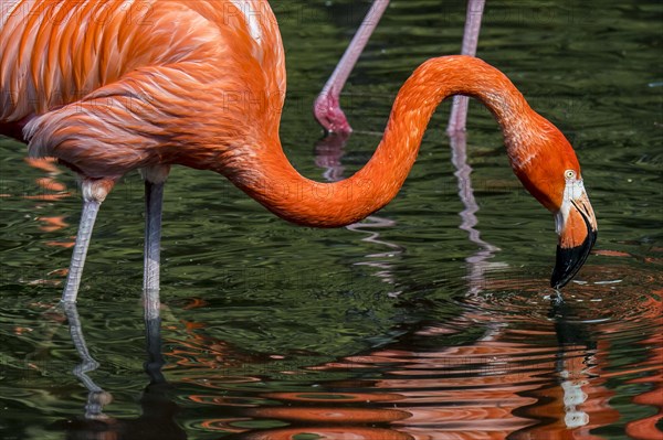 American flamingo