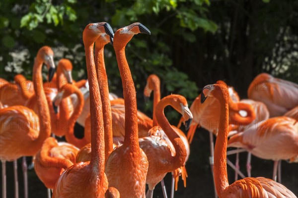 American flamingo