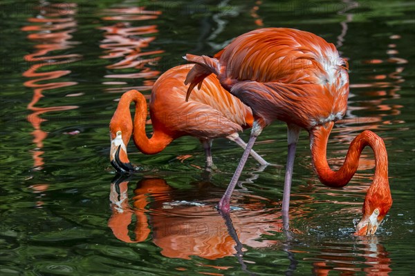 Two American flamingos