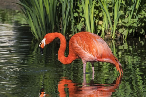 American flamingo