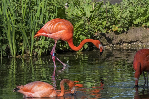 American flamingos