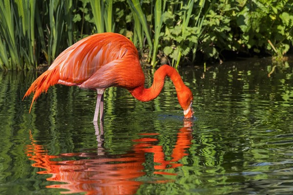 American flamingo