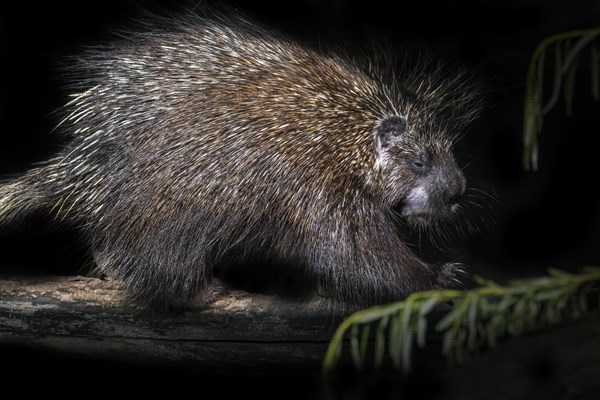 North American porcupine