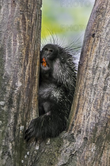 North American porcupine