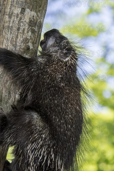 North American porcupine