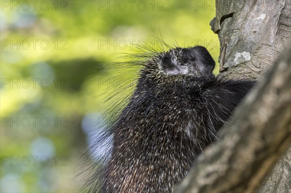 North American porcupine