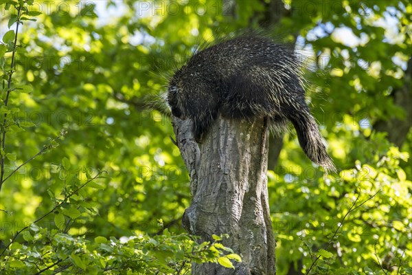 North American porcupine