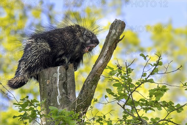 Canadien