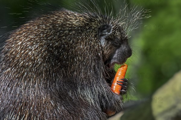 North American porcupine