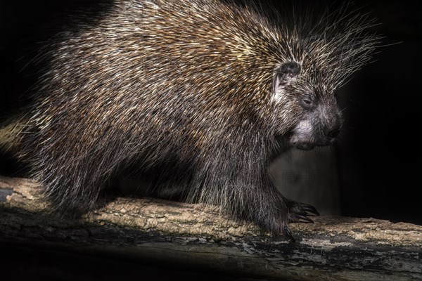 North American porcupine