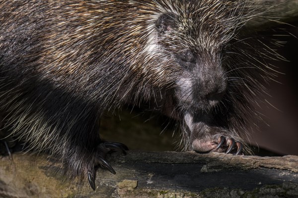 North American porcupine