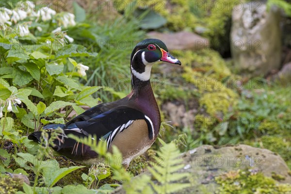 Wood duck