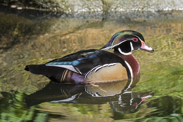 Wood duck