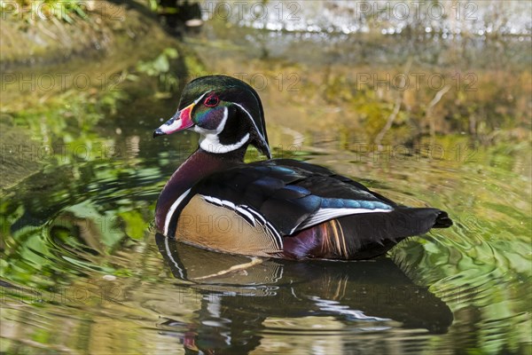 Wood duck