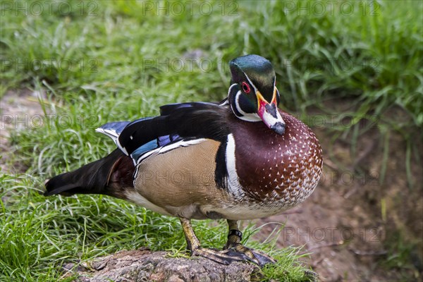 Wood duck