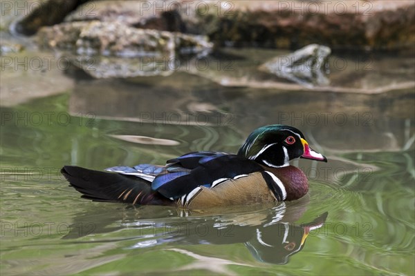 Wood duck