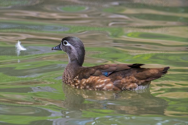 Wood duck