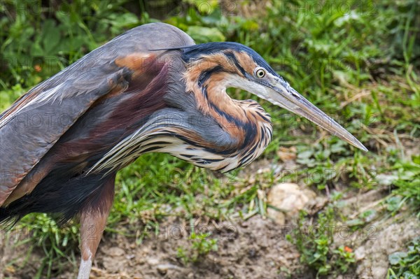 Purple heron