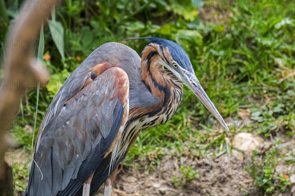 Purple heron