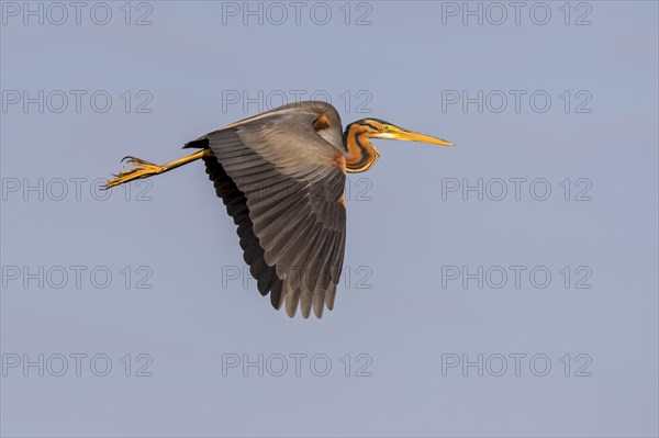 Purple heron