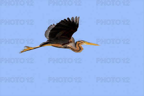 Purple heron