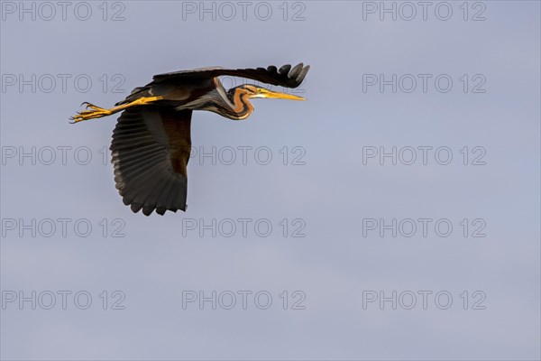 Purple heron