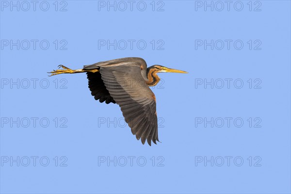 Purple heron