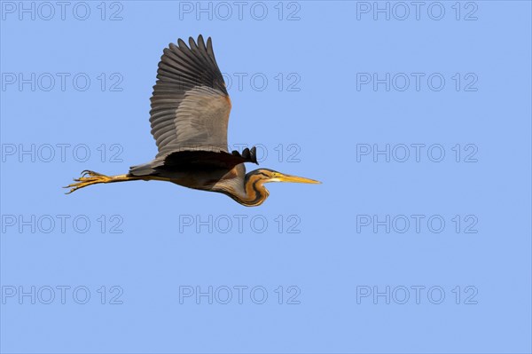 Purple heron