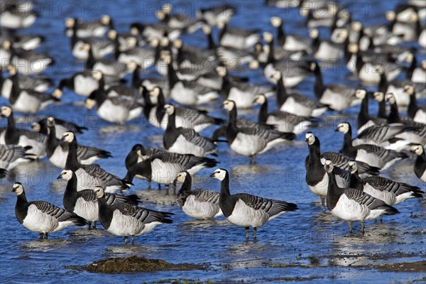 Flock of Barnacle Geese