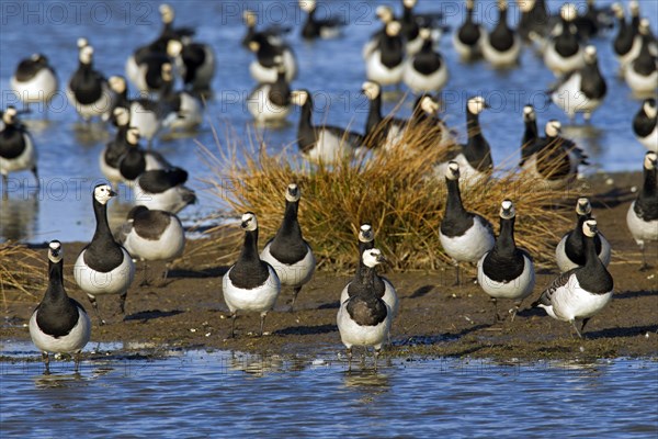 Flock of Barnacle Geese