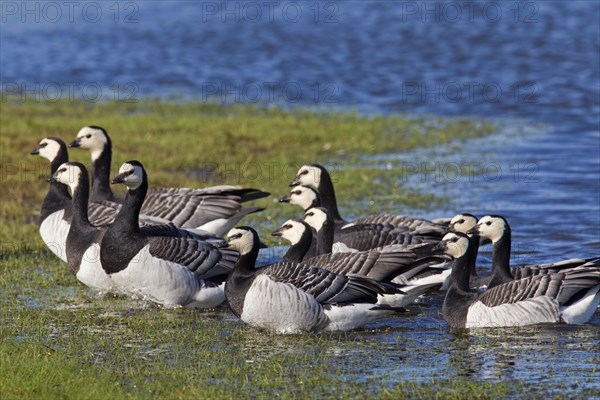 Flock of Barnacle Geese