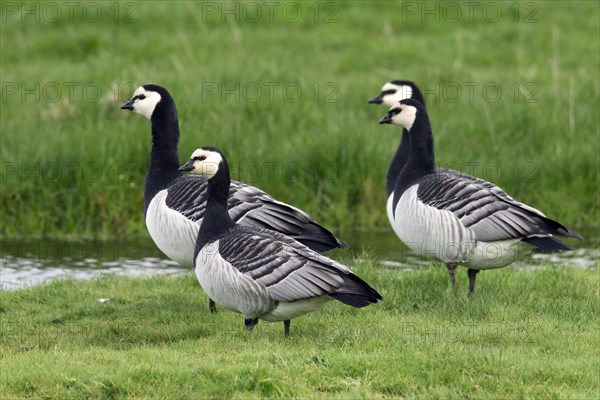 Flock of Barnacle Geese