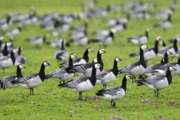 Flock of Barnacle Geese