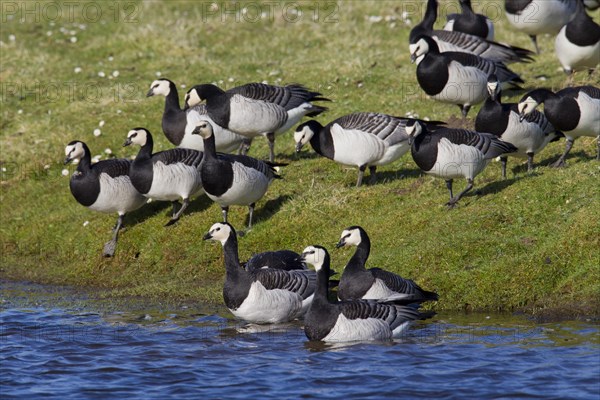 Flock of Barnacle Geese