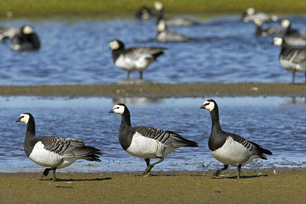 Flock of Barnacle Geese