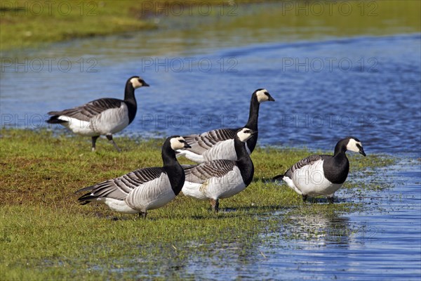 Flock of Barnacle Geese