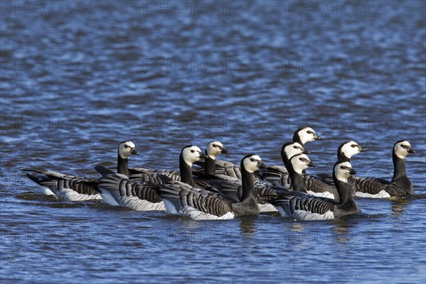 Flock of Barnacle Geese